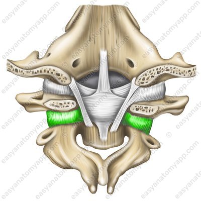 Lateral articular joint – capsule (art. atlantoaxialis lateralis - capsula)